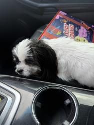Found/Stray Unknown Dog last seen Wilderness & Boulevard Road, Olympia, WA 98501