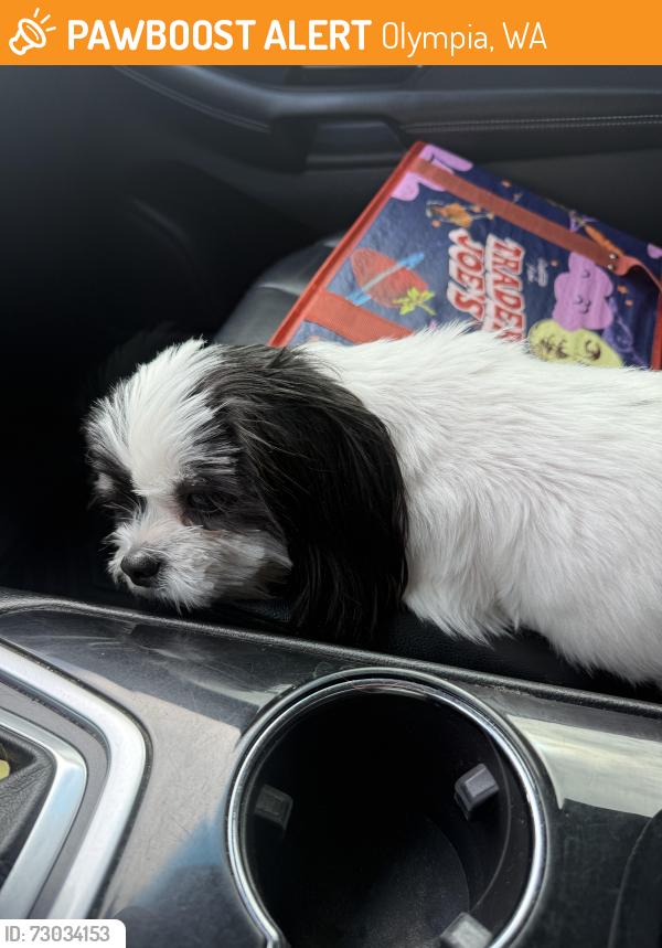 Found/Stray Unknown Dog last seen Wilderness & Boulevard Road, Olympia, WA 98501