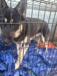 Reunited Male Dog last seen Sullivan and Cal view, San Jose, CA 95122