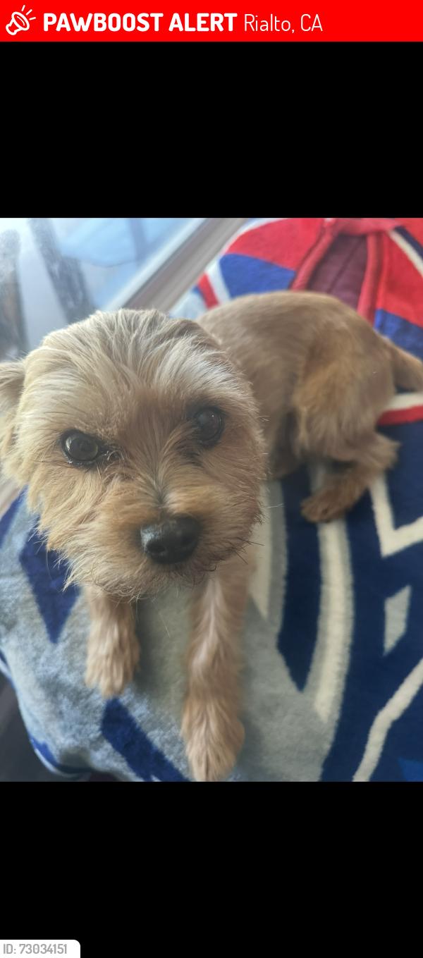 Lost Male Dog last seen E Wilson St, Rialto, CA 92376