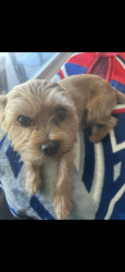 Lost Male Dog last seen E Wilson St, Rialto, CA 92376