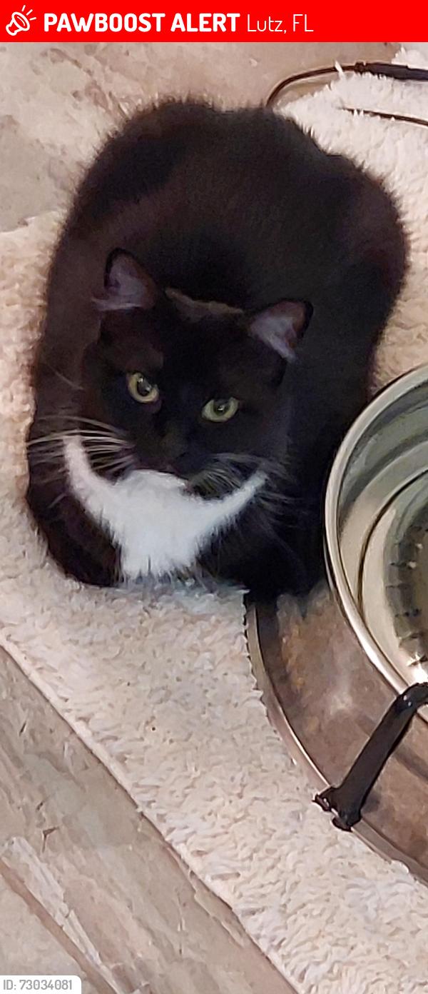 Lost Female Cat last seen At home 1339 Norwick Dr Lutz FL 33559, Lutz, FL 33559