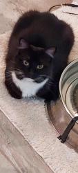 Lost Female Cat last seen At home 1339 Norwick Dr Lutz FL 33559, Lutz, FL 33559