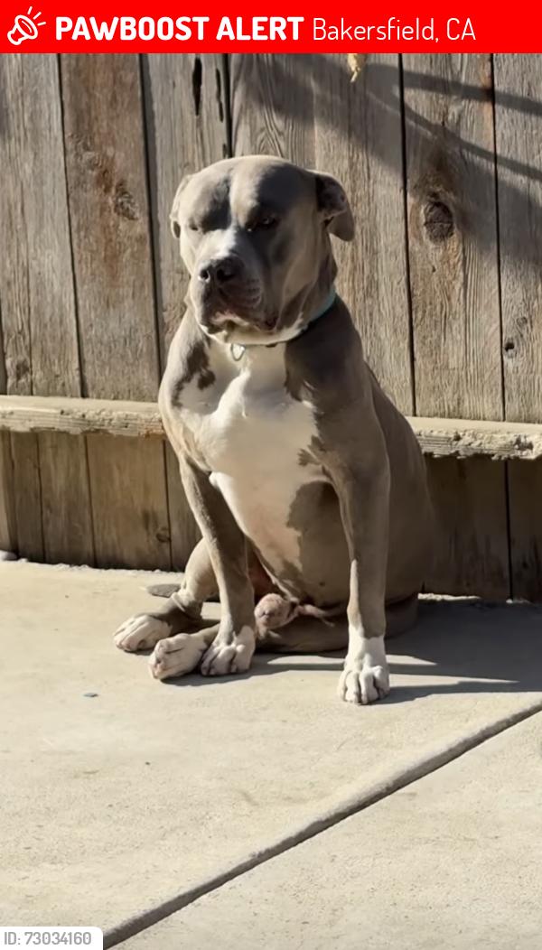 Lost Male Dog last seen Monitor, Bakersfield, CA 93313