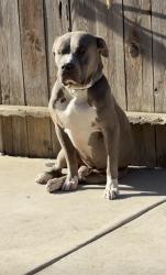 Lost Male Dog last seen Monitor, Bakersfield, CA 93313