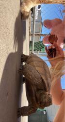 Lost Female Other last seen Corner of El Rio & Road 160, Visalia, CA 93292
