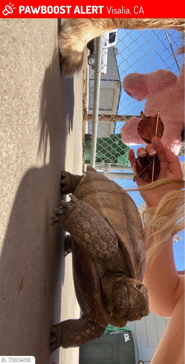 Lost Female Other last seen Corner of El Rio & Road 160, Visalia, CA 93292