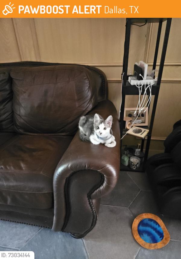 Found/Stray Male Cat last seen Baylor Medical Center Dallas, Dallas, TX 75246