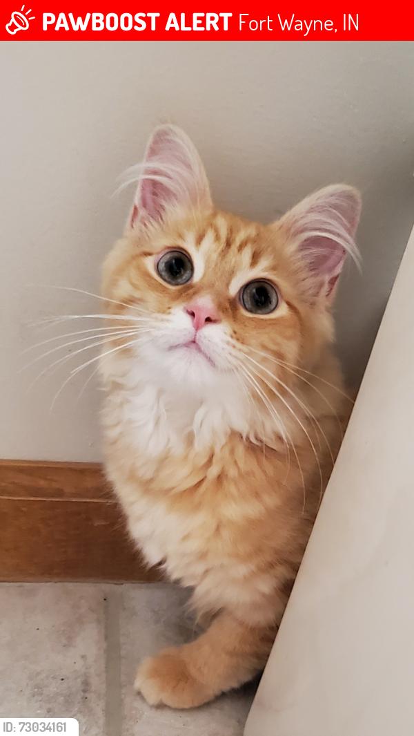 Lost Male Cat last seen Estero Road and Estero Trail, Fort Wayne, IN 46845