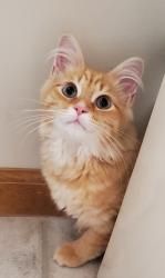 Lost Male Cat last seen Estero Road and Estero Trail, Fort Wayne, IN 46845