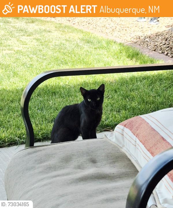 Found/Stray Unknown Cat last seen Ladera and Parkway, Albuquerque, NM 87120