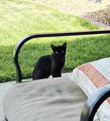 Found/Stray Unknown Cat last seen Ladera and Parkway, Albuquerque, NM 87120