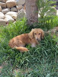 Lost Female Dog last seen Home and 66th, Jurupa Valley, CA 91752