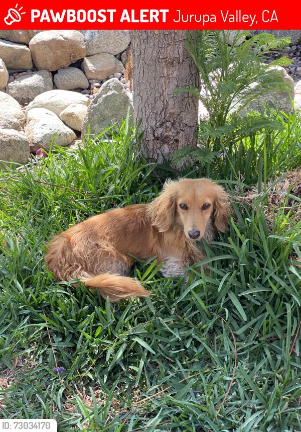 Lost Female Dog last seen Home and 66th, Jurupa Valley, CA 91752