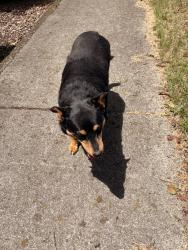 Found/Stray Unknown Dog last seen Grand street, Lenoir City, TN 37771