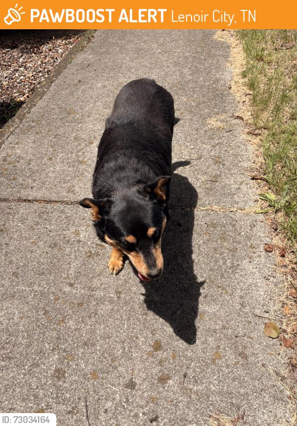 Found/Stray Unknown Dog last seen Grand street, Lenoir City, TN 37771