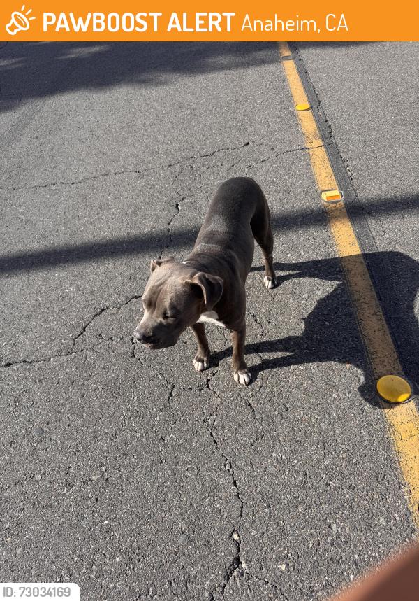 Found/Stray Female Dog last seen Rio vista elementary parking lot , Anaheim, CA 92806