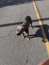 Found/Stray Female Dog last seen Rio vista elementary parking lot , Anaheim, CA 92806