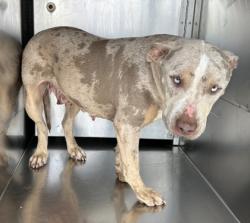 Shelter Stray Female Dog last seen Near Altamesa Blvd, South District, TX, 355 Hillshire Dr, Haslet, TX 76052, USA