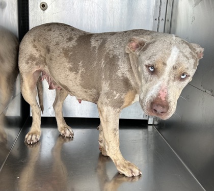 Shelter Stray Female Dog last seen Near Altamesa Blvd, South District, TX, 355 Hillshire Dr, Haslet, TX 76052, USA