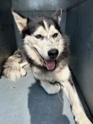 Shelter Stray Female Dog last seen Near VIEW ST, East District, TX, 355 Hillshire Dr, Haslet, TX 76052, USA
