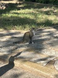 Shelter Stray Female Cat last seen Near LYNNHAVEN RD, East District, TX, 355 Hillshire Dr, Haslet, TX 76052, USA