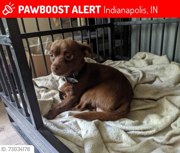 Lost Male Dog last seen Garfield Park Farmers market, Indianapolis, IN 46225