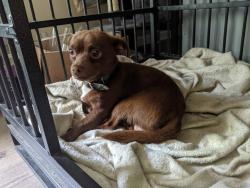 Lost Male Dog last seen Garfield Park Farmers market, Indianapolis, IN 46225