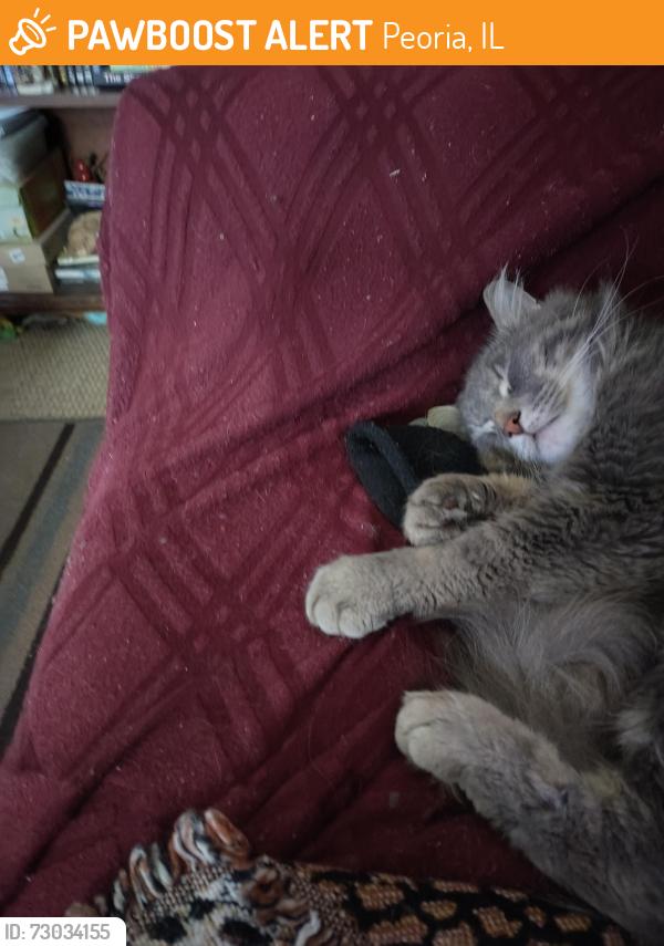 Found/Stray Unknown Cat last seen Peoria fire station near Columbia terrace and University, Peoria, IL 61606