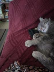 Found/Stray Unknown Cat last seen Peoria fire station near Columbia terrace and University, Peoria, IL 61606