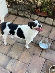 Reunited Female Dog last seen Prosperity , Palm Beach Gardens, FL 33410