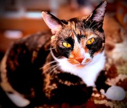 Lost Female Cat last seen Main St port Monmouth nj, Middletown Township, NJ 07758