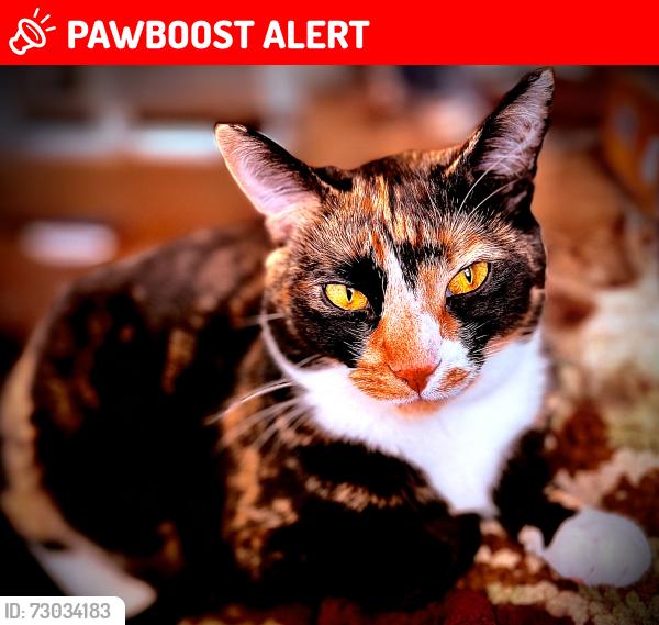 Lost Female Cat last seen Main St port Monmouth nj, Middletown Township, NJ 07758