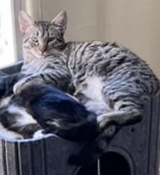 Lost Male Cat last seen North Redondo: Voorhees at the bike path. , Redondo Beach, CA 90278