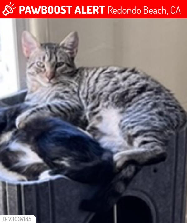 Lost Male Cat last seen North Redondo: Voorhees at the bike path. , Redondo Beach, CA 90278