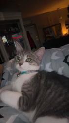 Lost Female Cat last seen Dundee , Columbus, OH 43227