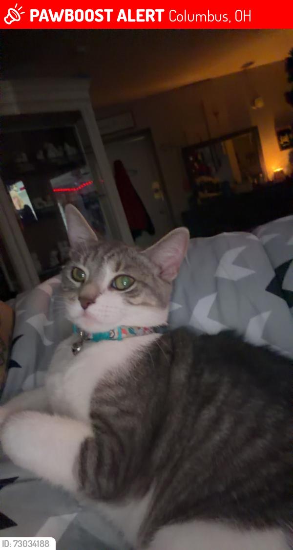Lost Female Cat last seen Dundee , Columbus, OH 43227