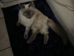 Lost Male Cat last seen Hearth Dr/Spinning Wheel, Albuquerque, NM 87120