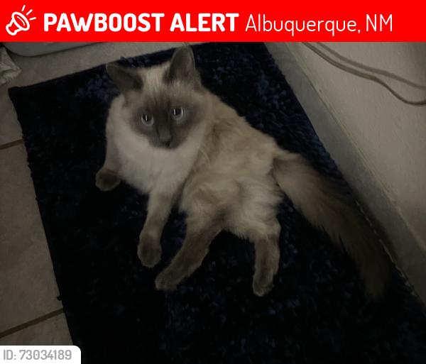 Lost Male Cat last seen Hearth Dr/Spinning Wheel, Albuquerque, NM 87120