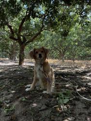 Lost Female Dog last seen Near down the street, McKittrick, CA 93251