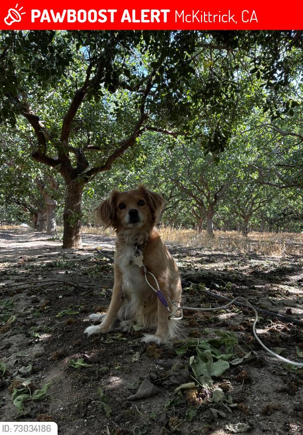 Lost Female Dog last seen Near down the street, McKittrick, CA 93251