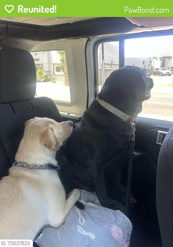 Reunited Female Dog last seen Garfield/Pomona(Monterey Park), Monterey Park, CA 91755