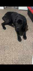 Lost Male Dog last seen Avon , school street and blue field, Rockford, IL 61101