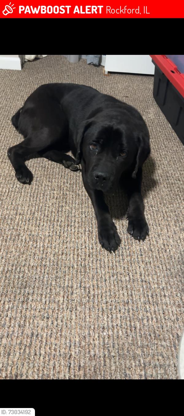 Lost Male Dog last seen Avon , school street and blue field, Rockford, IL 61101