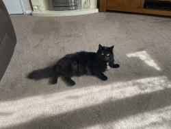 Reunited Female Cat last seen Near Butterfield Lane, St.Albans,AL1 2SQ, Hertfordshire, England AL1 2HJ