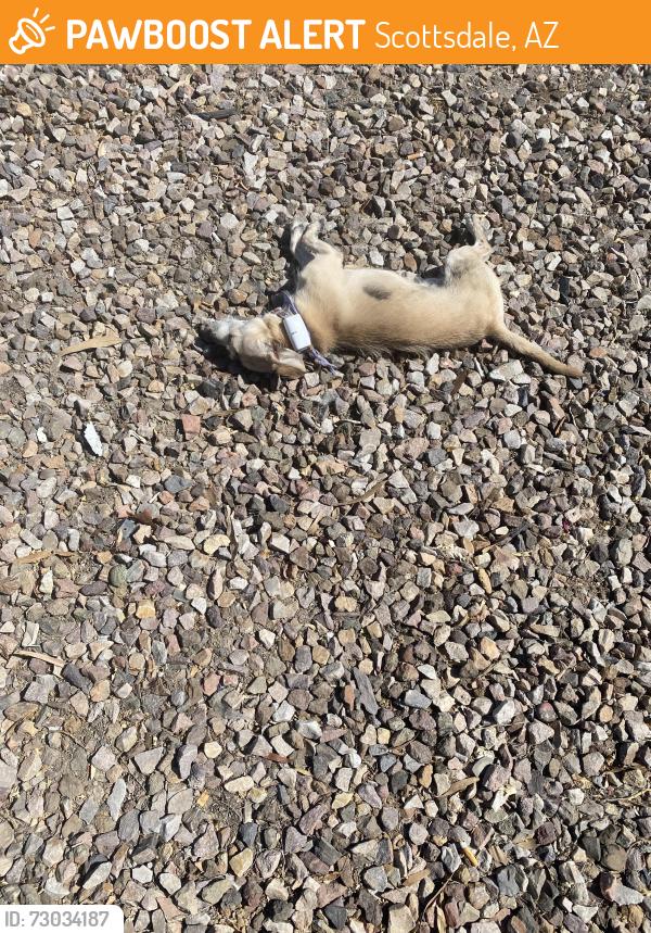 Found/Stray Male Dog last seen Corner of Scottsdale Rd & McDowell, Scottsdale, AZ 85257