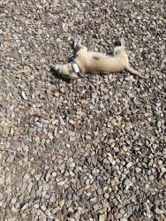 Found/Stray Male Dog last seen Corner of Scottsdale Rd & McDowell, Scottsdale, AZ 85257
