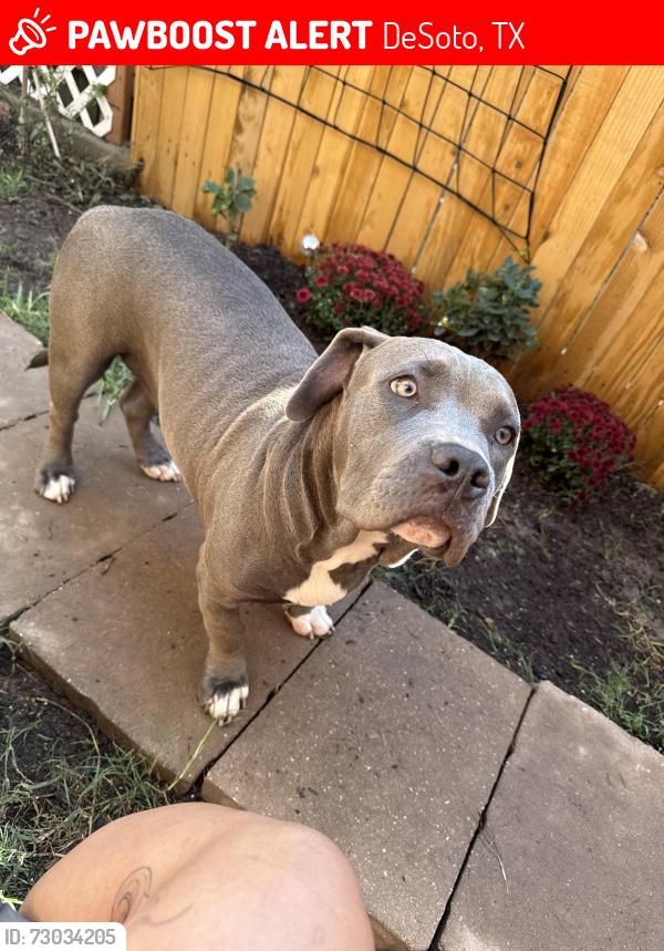 Lost Female Dog last seen Pleasant Run, DeSoto, TX 75115