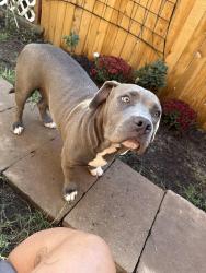 Lost Female Dog last seen Pleasant Run, DeSoto, TX 75115