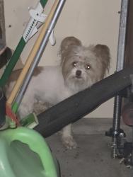 Found/Stray Unknown Dog last seen Swallow & Stanford, Fort Collins, CO 80525